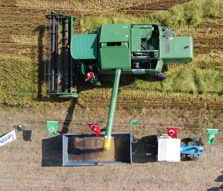 Bafra Ovası'nda çeltik hasadına başlandı G1