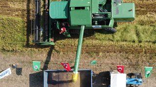 Bafra Ovası'nda çeltik hasadına başlandı