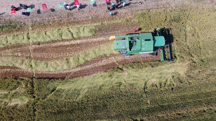 Bafra Ovası'nda çeltik hasadına başlandı G2
