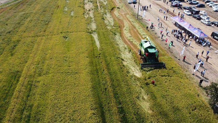 Bafra Ovası'nda çeltik hasadına başlandı G3