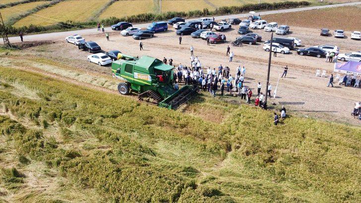 Bafra Ovası'nda çeltik hasadına başlandı G4