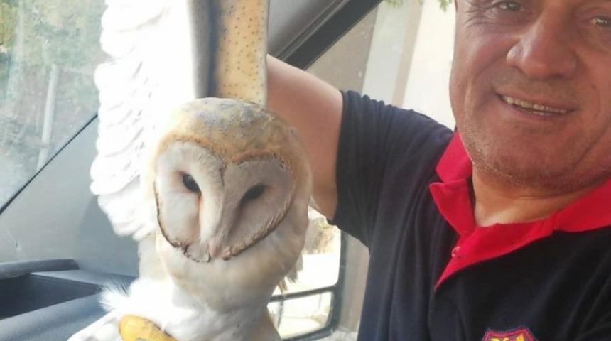 Eve giren başkuş şaşırttı