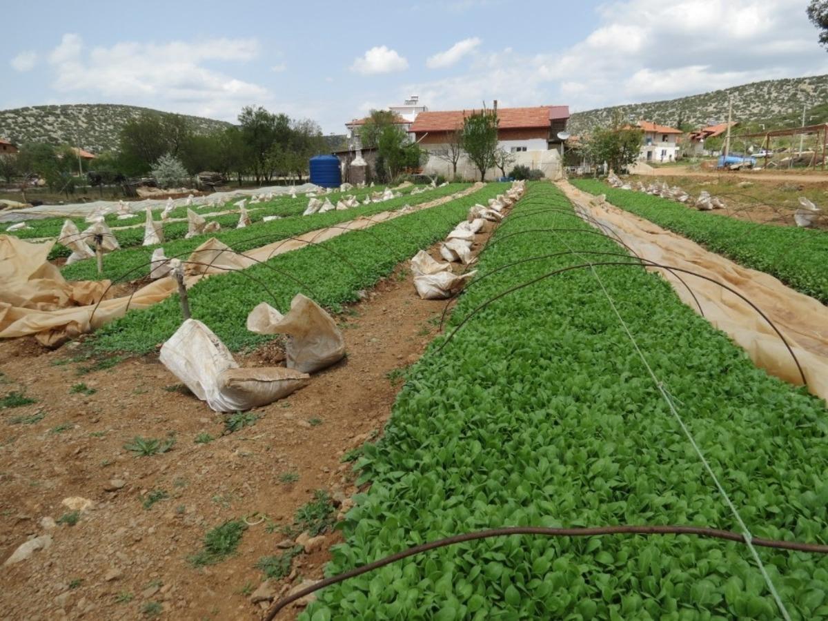 Denizli t&uuml;t&uuml;n &uuml;retiminde zirvede
