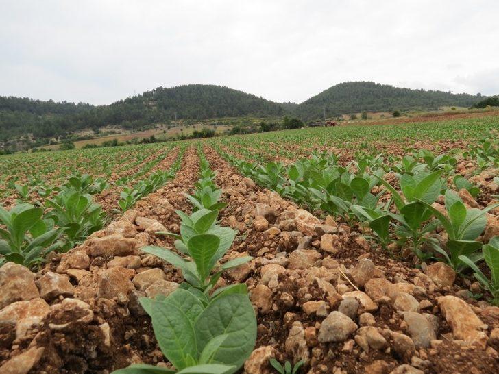 Denizli tütün üretiminde zirvede G2