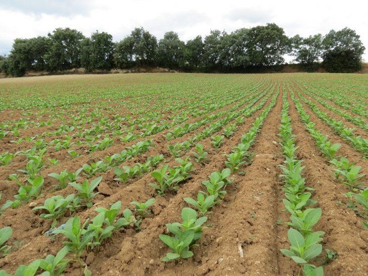 Denizli tütün üretiminde zirvede G3