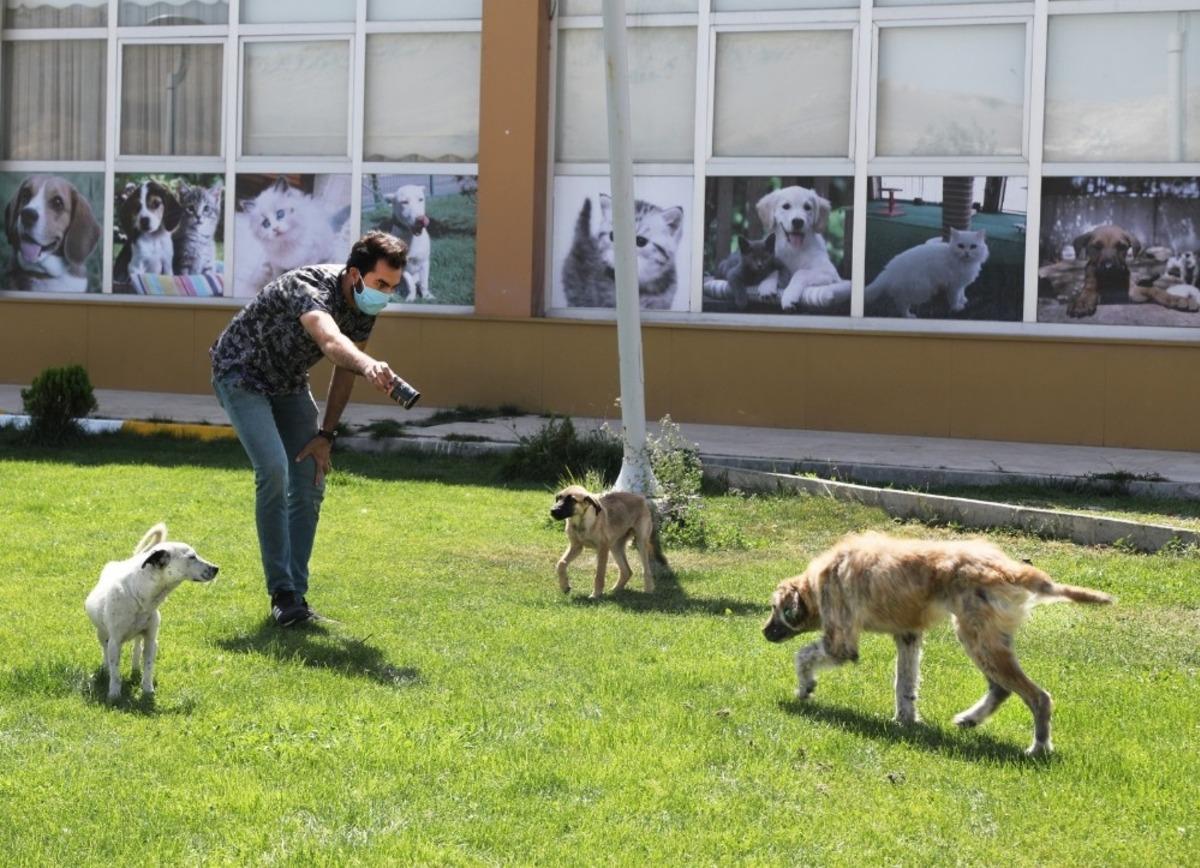 Y&uuml;r&uuml;yemeyen k&ouml;pek tedavi edildi
