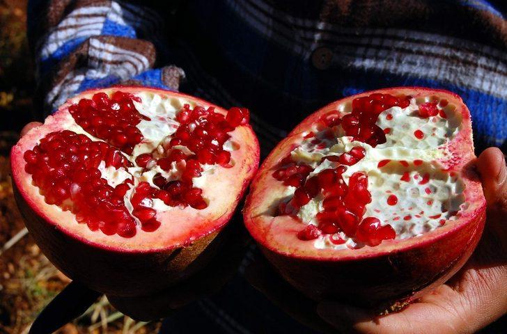 Adıyaman Nar’ını Türkşeker Tarım satın alacak G2