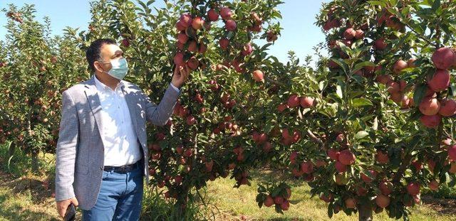 Eğirdir’de 20 bin elma işçisi için pandemi denetimleri artırıldı