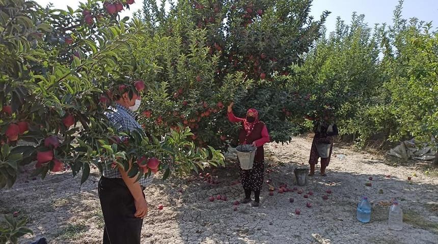 Eğirdir&rsquo;de 20 bin elma iş&ccedil;isi i&ccedil;in pandemi denetimleri artırıldı
