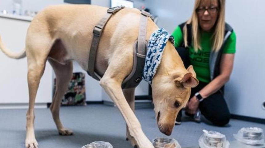 Köpeklere yeni görev! 10 saniyede koronavirüs tespiti