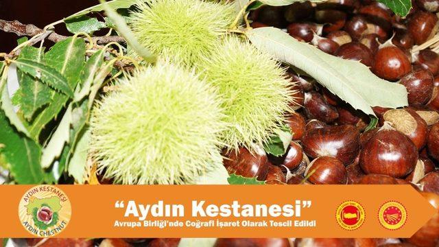 Aydın Kestanesi Avrupa Birliği’nde Coğrafi İşaret olarak tescil edildi