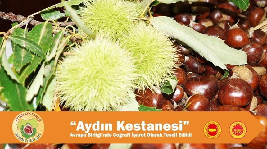 Aydın Kestanesi Avrupa Birliği&rsquo;nde Coğrafi İşaret olarak tescil edildi