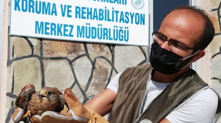 Yaralı kuşlar tedavi altına alındı