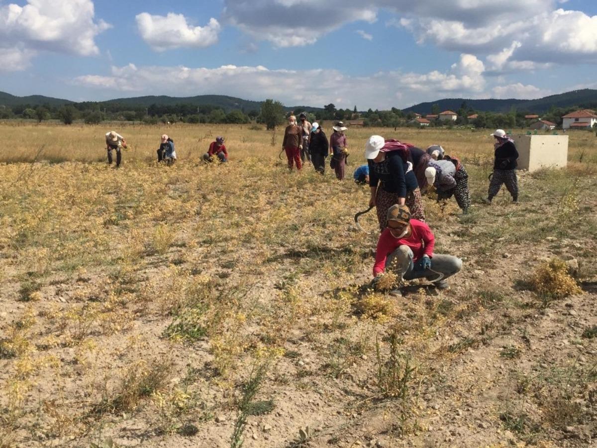 Nohut &uuml;retiminde kuraklık etkisi