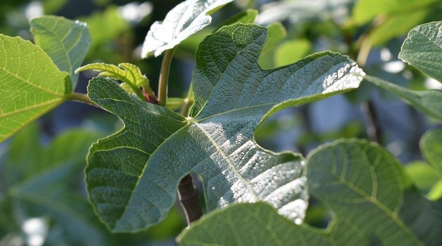 Kasım ayının sonuna kadar toplayabildiğiniz kadar toplayın! &Ouml;yle bir işe yarıyor ki... 