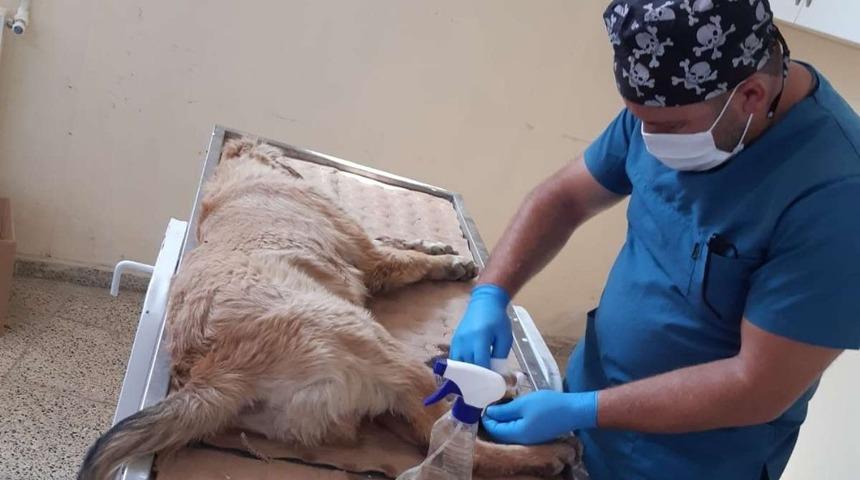 Ayağı kırılan k&ouml;pek tedavi altına alındı