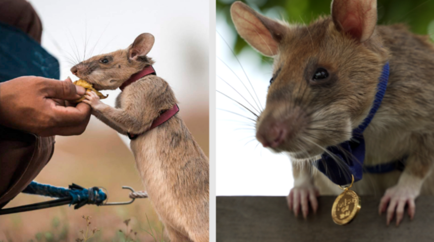 Mayın avcısı fareye altın madalya! 39 mayın, 22 cephane tespit etti