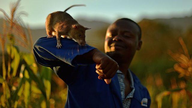 Sıçanların eğitimi bir yıl sürüyor ve daha sonra göreve başlıyorlar.