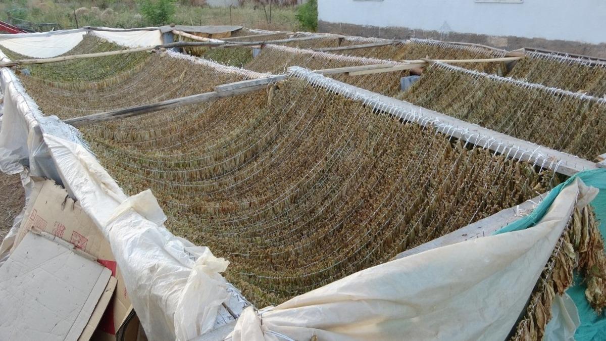 Muş&rsquo;ta zorlu t&uuml;t&uuml;n hasadı