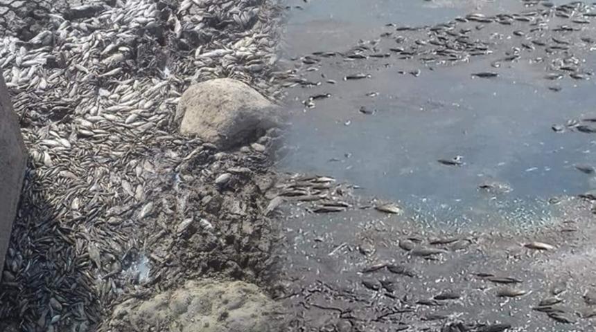 Vatandaşlar tedirgin! Diyarbakır'da binlerce balık telef oldu