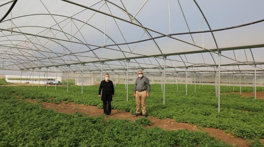 Yılın her g&uuml;n&uuml; sebze &uuml;retimi yapılması ama&ccedil;lanıyor