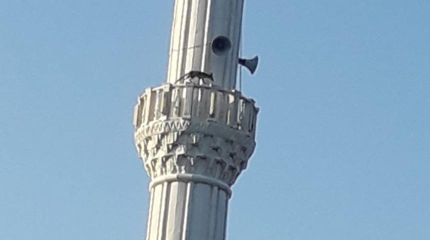 Cami minaresinde tilki şaşkınlığı! Nasıl çıktığını kimse anlamadı