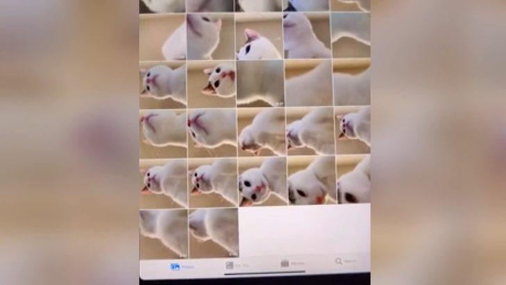Avusturalya'da kedi tabletle onlarca selfie çekmiş
