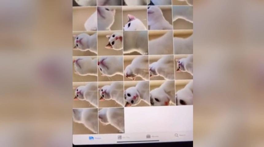 Avusturalya'da kedi tabletle onlarca selfie çekmiş