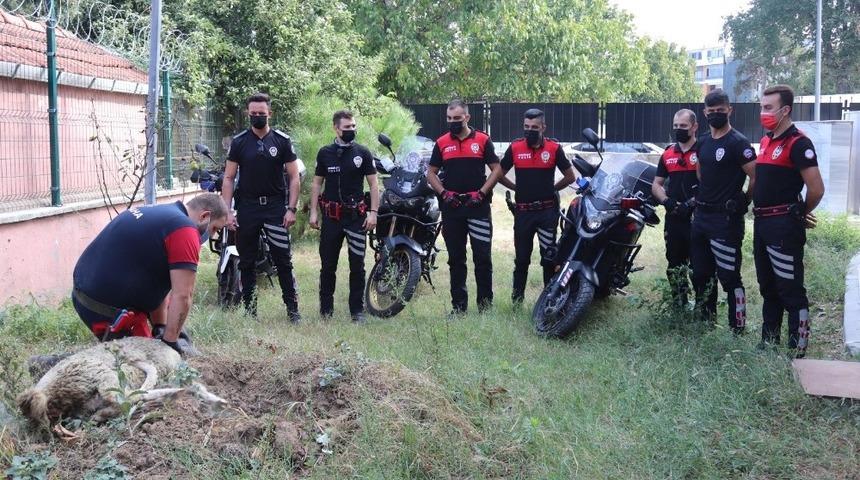 G&ouml;reve yeni başlayan Yunus timleri i&ccedil;in kurban kesildi