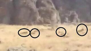 Erik toplamaya gitti, dehşeti yaşadı! Böyle saldırdılar