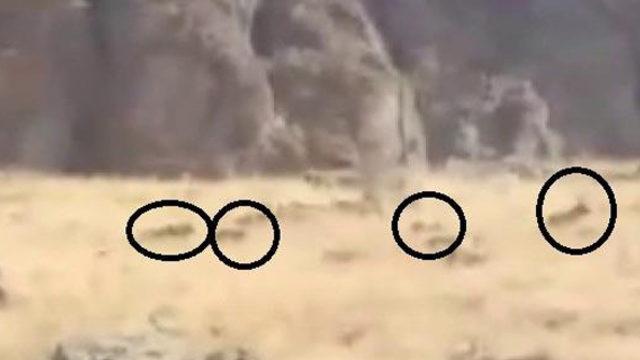 Erik toplamaya gitti, dehşeti yaşadı! Böyle saldırdılar