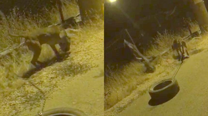 K&ouml;peğe işkence yaptı, savunmasıyla pes dedirtti