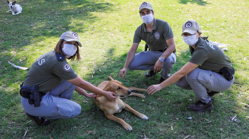 Doğa polisi g&ouml;reve başladı: En fazla 'pitbull' ihbarı Antalya'da