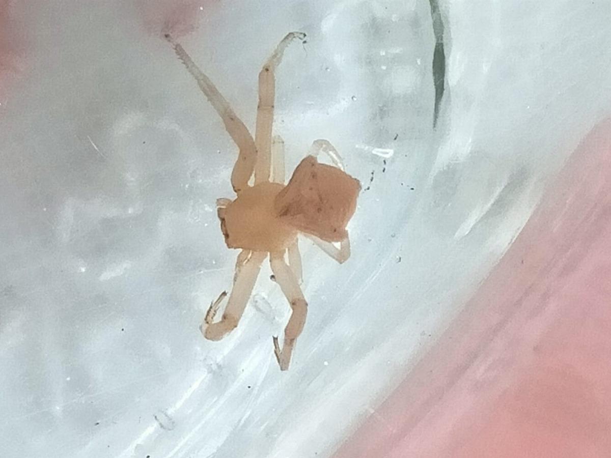 Milas&rsquo;ta &ldquo;İnsan y&uuml;zl&uuml; &ouml;r&uuml;mcek&rdquo; bulundu