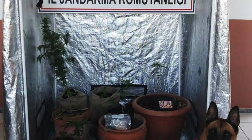 Kenevir &uuml;retimi i&ccedil;in &ouml;zel kabin