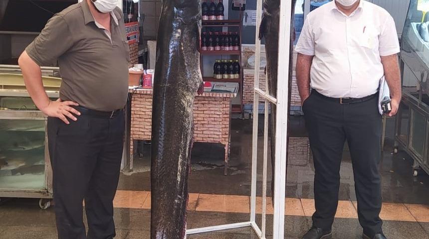 Kahramanmaraş'ta yakalandı! 2 metre uzunluğunda