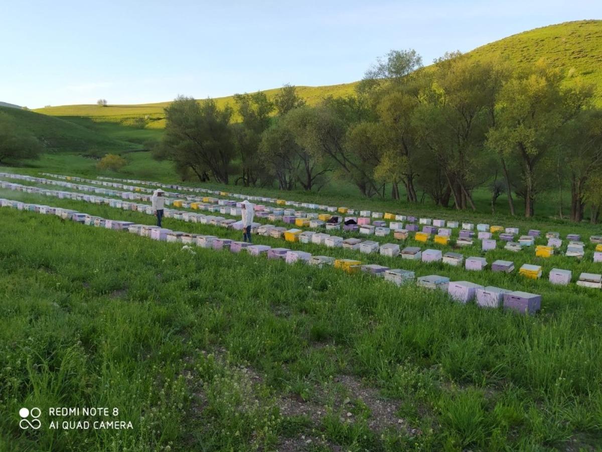 Mardin&rsquo;de bal hasadı başladı