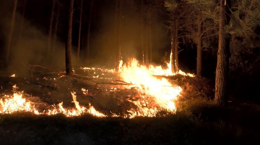 Pendik'te ormanlık alanda korkutan yangın