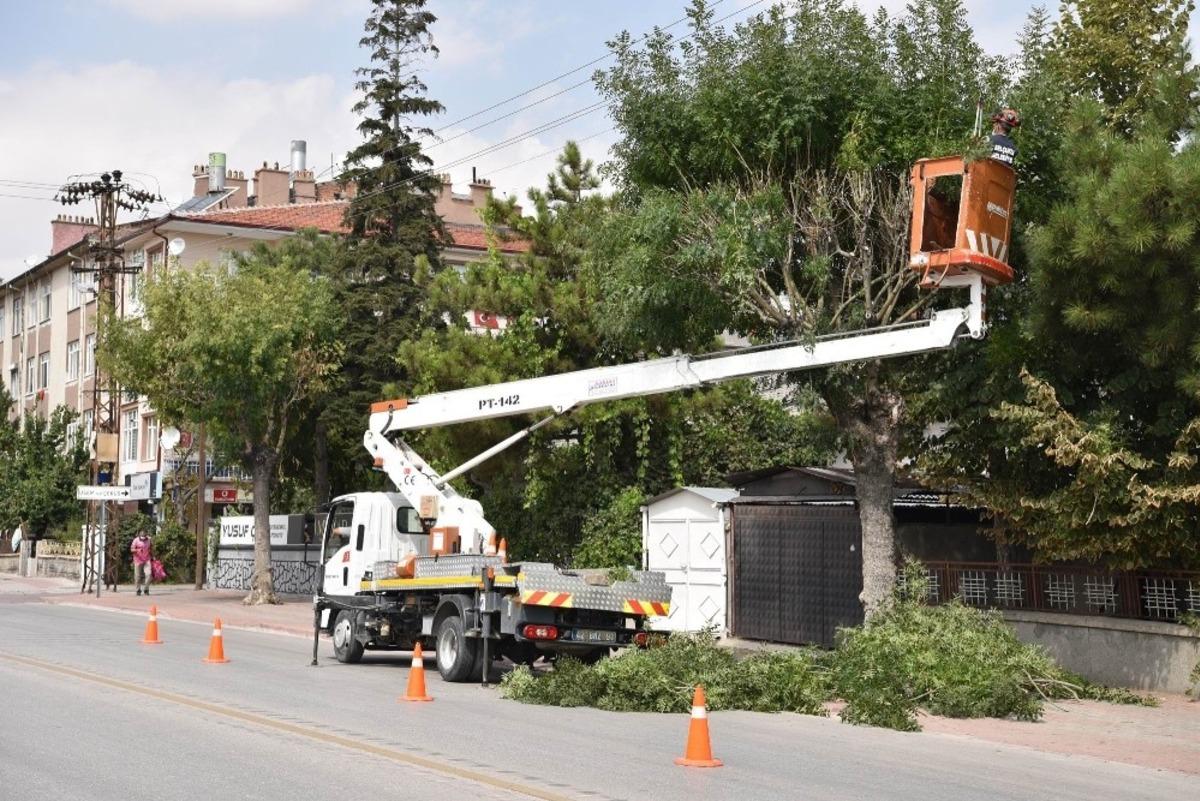 Sel&ccedil;uklu&rsquo;da ağa&ccedil; budama &ccedil;alışmaları s&uuml;r&uuml;yor