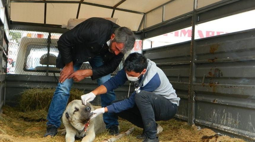 Ayının yaraladığı k&ouml;pek kurtarılamadı
