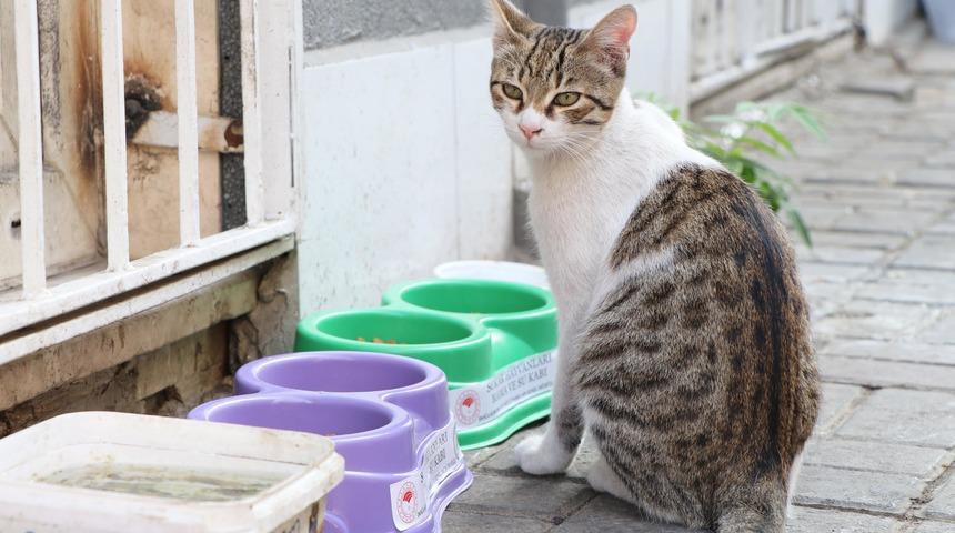 Sokak kedilerinin kaderini mahkeme belirleyecek