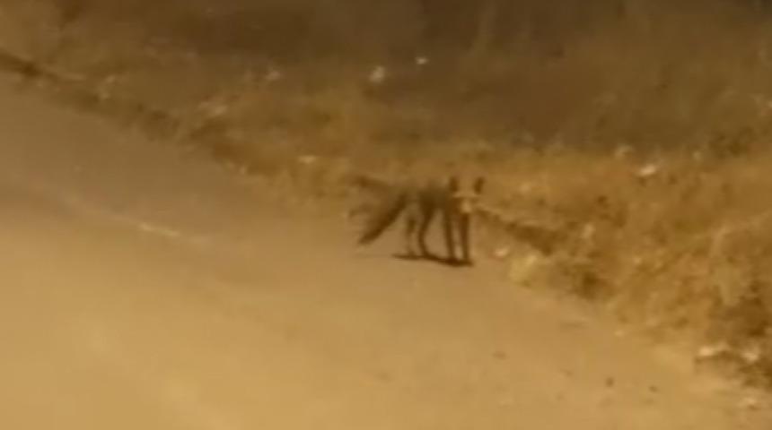 Büyükçekmece'de, caddeye inen tilkiyi vatandaşlar görüntüledi