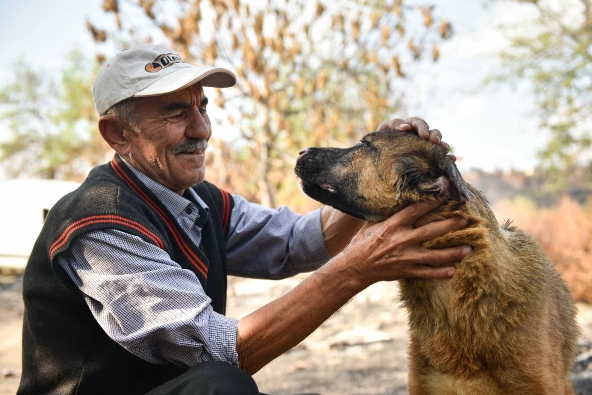 Yangında yaralanan "Minnoş" sahibine kavuştu