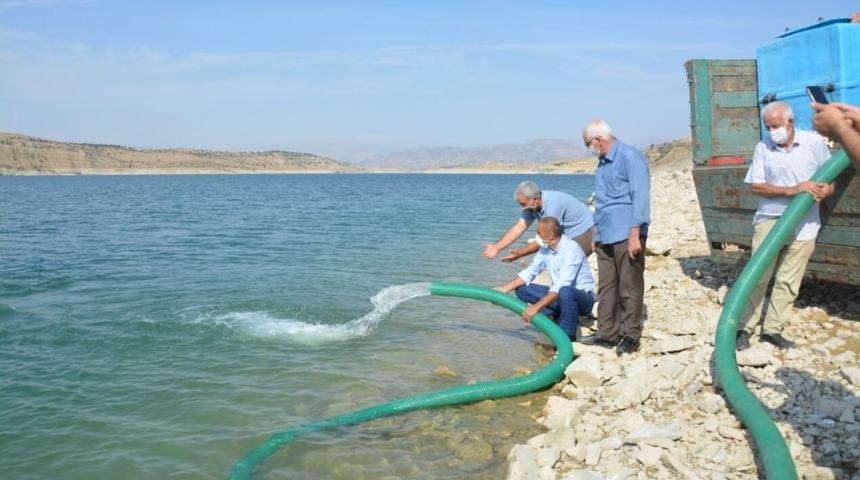 350 bin sazan yavrusu baraja bırakıldı