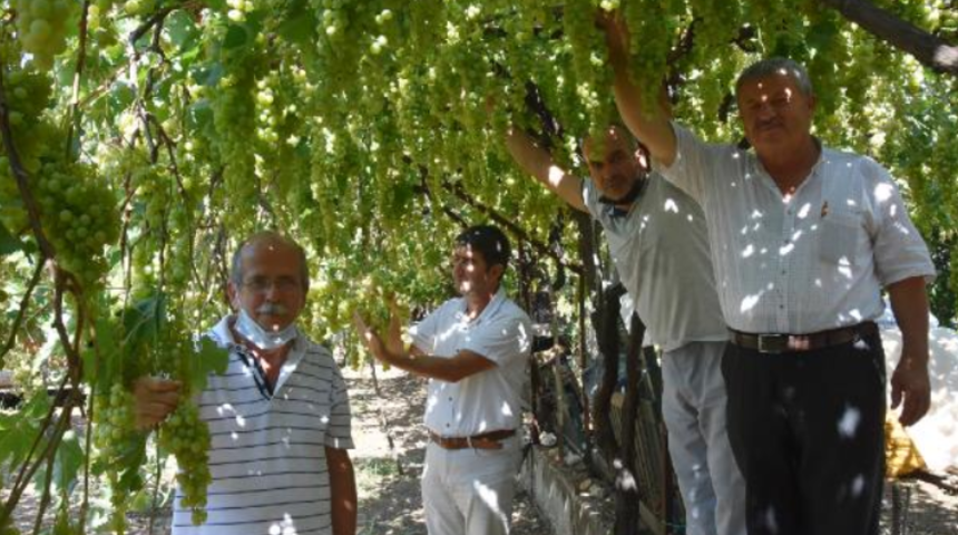 Likyalılardan miras kaldı! Pekmezi de yapılan Margaz üzümünün tadına doyulmuyor