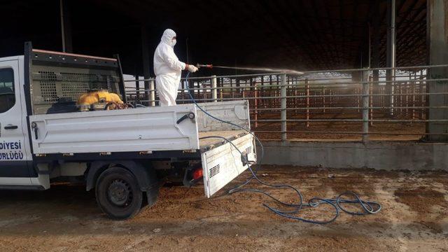 Canlı Hayvan Pazarında temizlik ve dezenfektan çalışmaları devam ediyor