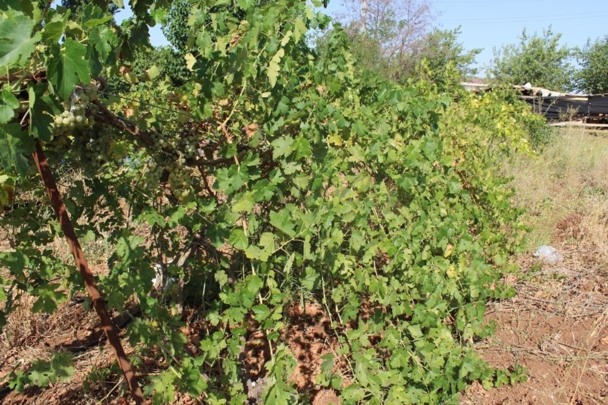 Bağ k&uuml;lt&uuml;r&uuml; Bağ Evi Projesi ile canlandırılıyor