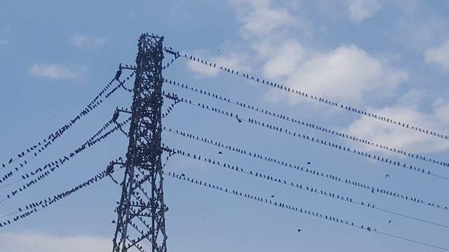 Kırlangıçlar Erzincan’da mola verdi