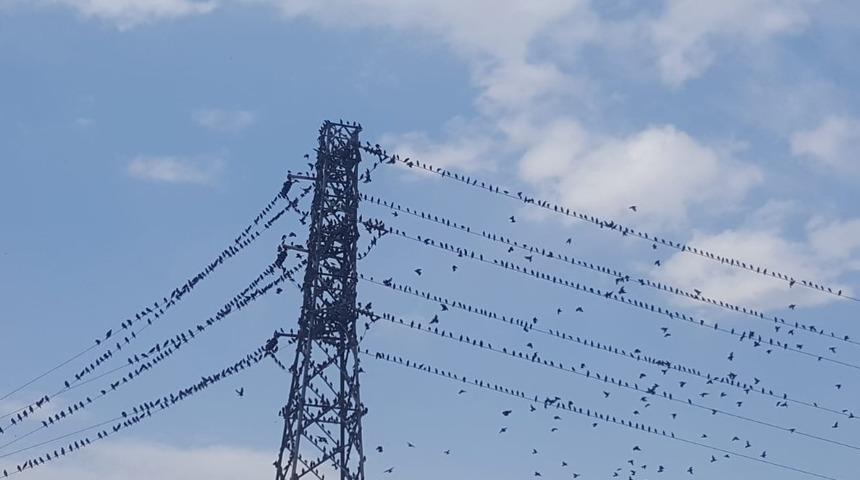 Kırlangı&ccedil;lar Erzincan&rsquo;da mola verdi