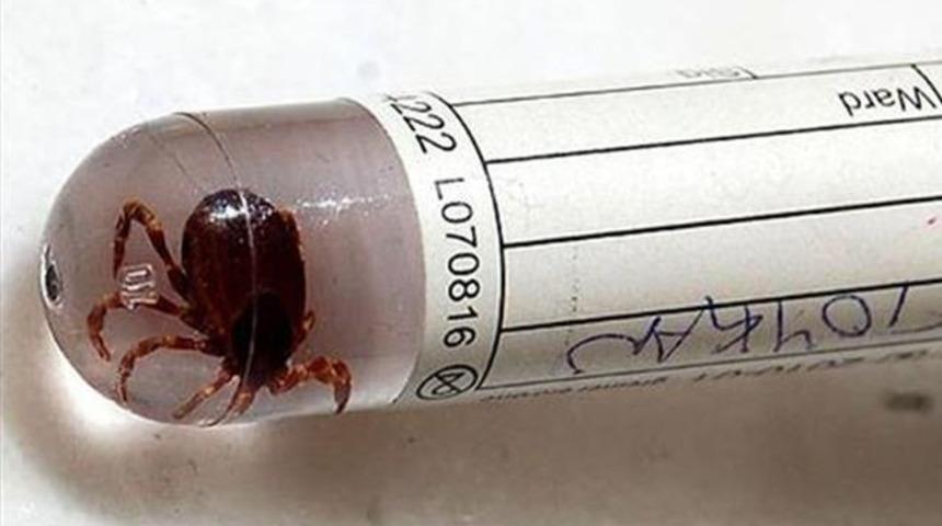 Erzincan'da KKKA paniği: Bu sene hastalıkta inanılmaz bir patlama yaşandı